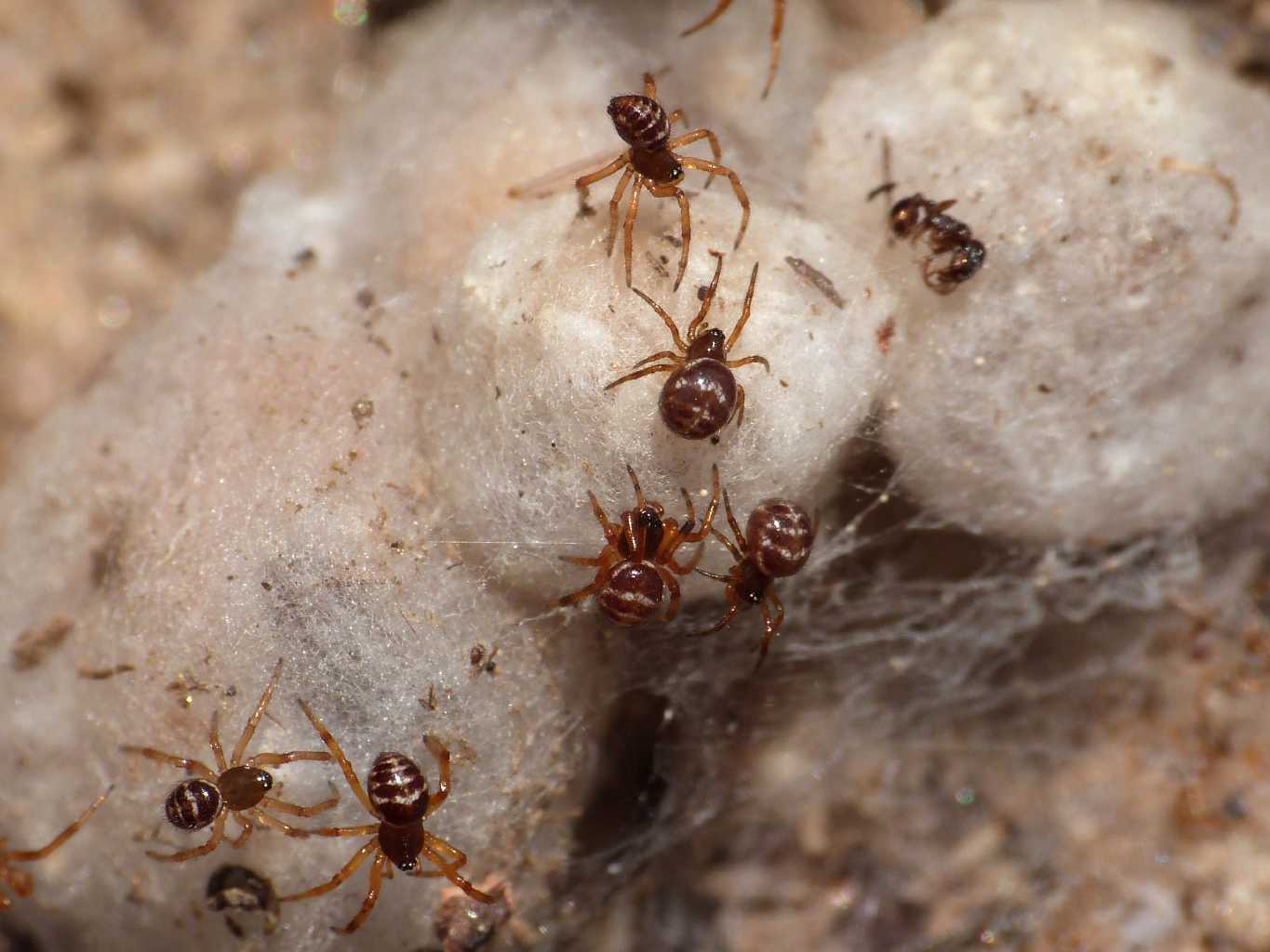 Steatoda paykulliana con prole . S. Teresa Gallura (OT)